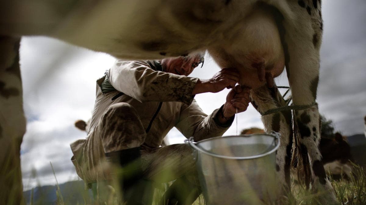 Ganaderos del Caribe alertan crisis por fenómeno de El Niño: pequeños productores serían los más afectados por sequía y alza de costos