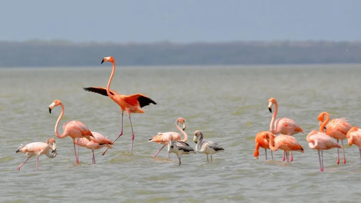 Dos flamencos mueren al chocar con líneas eléctricas en La Guajira: ya son seis este año y anuncian nuevas medidas
