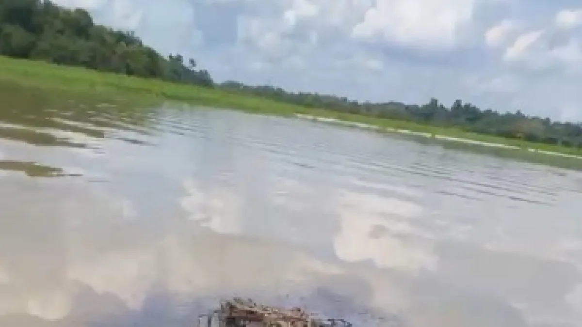 Grandes manchas de crudo aparecen en la ciénaga de El Llanito, en Barrancabermeja: autoridades señalan que es una amenaza con más muertes en manatíes