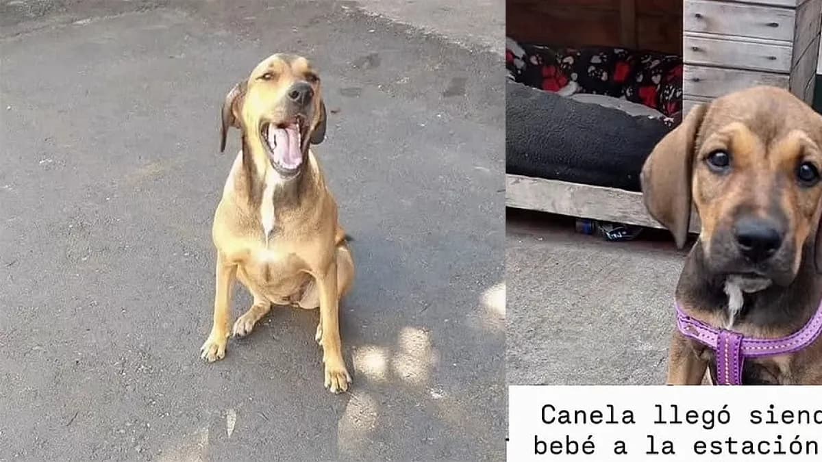 'Canela', la perrita comunitaria se queda en la estación de Policía de Medellín: Federico Gutiérrez confirmó la noticia tras denuncia de desalojo