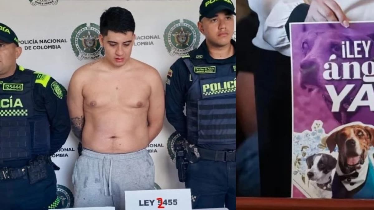 Aberrante caso de maltrato animal en Dosquebradas, Risaralda: hombre lanzó la perrita de su novia desde un octavo piso