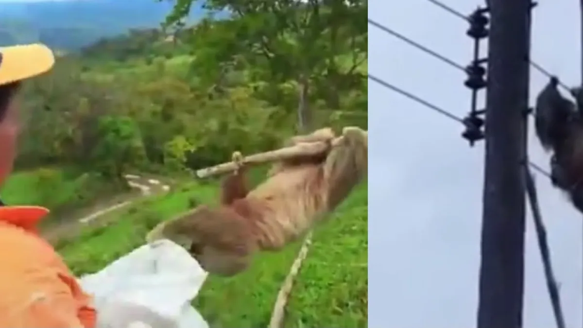 Rescatan con vida a un oso perezoso que permanecía atrapado en una red eléctrica en Santander