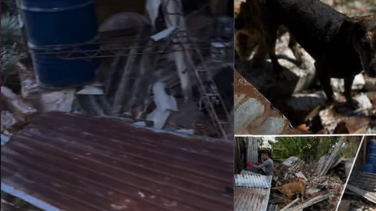 Fundación de animales pide ayuda tras el terremoto 7,4 cerca de Armenia: 'Queremos levantar nuestro hogar'