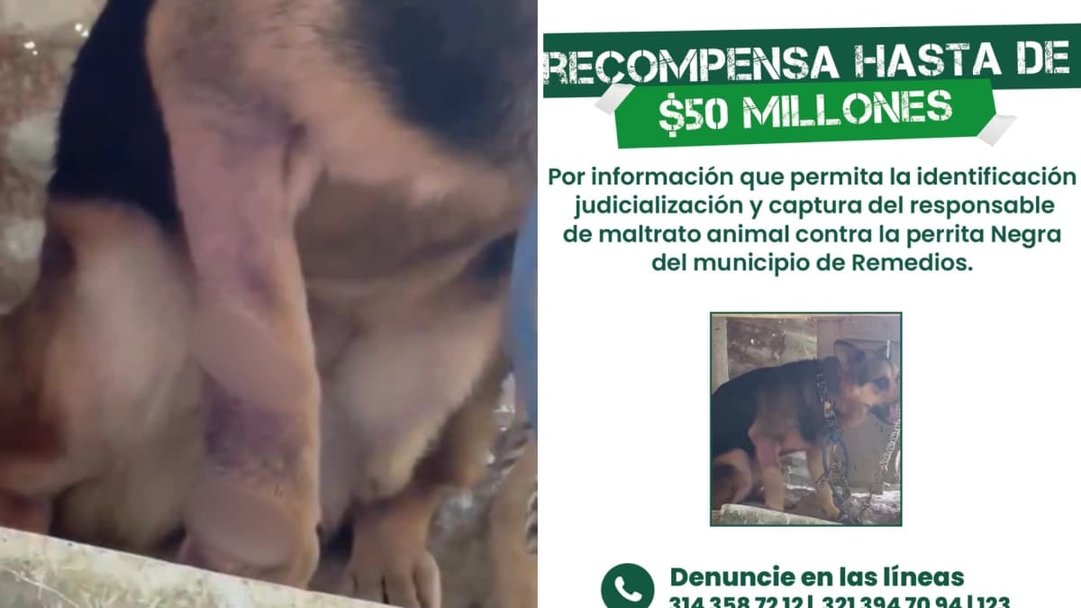 Ofrecen 50 millones de pesos de recompensa por información que lleve a la captura de la persona que agredió a machetazos a una perra en Antioquia
