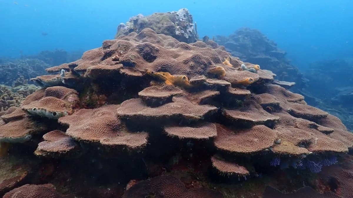 Así protegerá Cartagena a sus corales de Varadero, el secreto mejor guardado de la ciencia en el Caribe