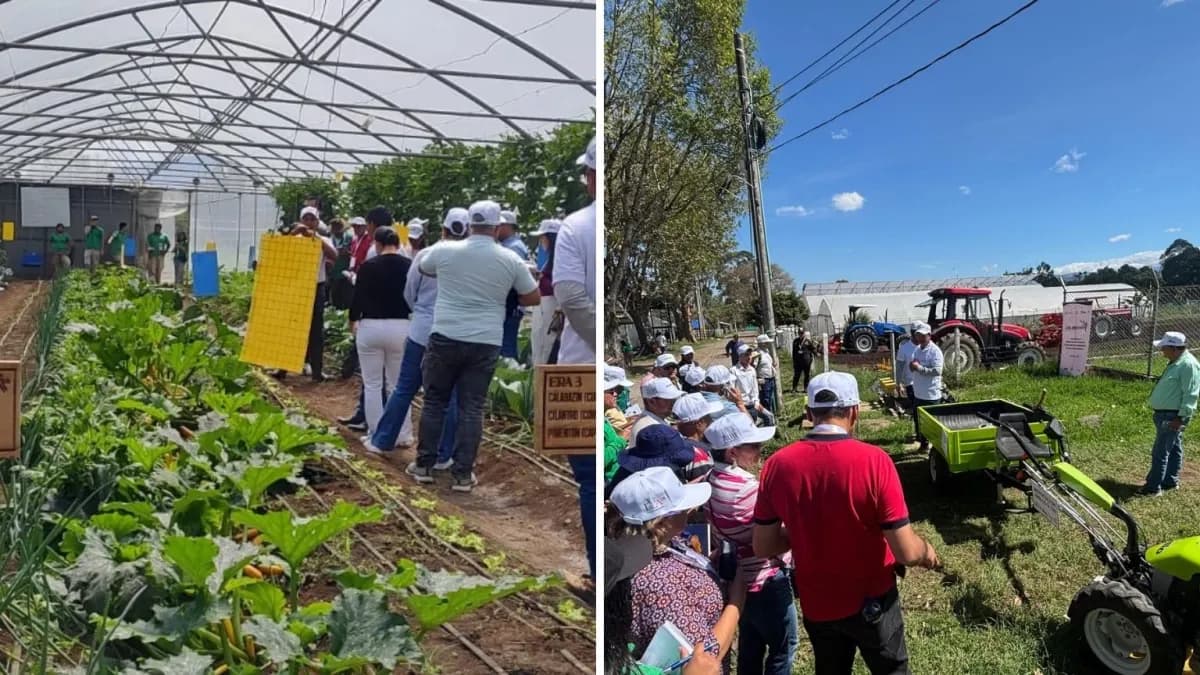 Esta es la alianza con Italia para impulsar la agricultura del país: el café, la piña y el aguacate del Cauca son claves para los mercados europeos